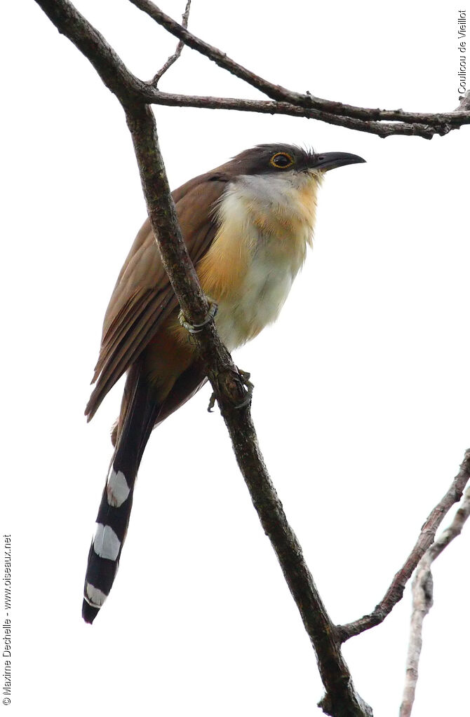 Dark-billed Cuckooadult