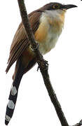 Dark-billed Cuckoo