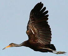 Limpkin