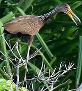 Limpkin