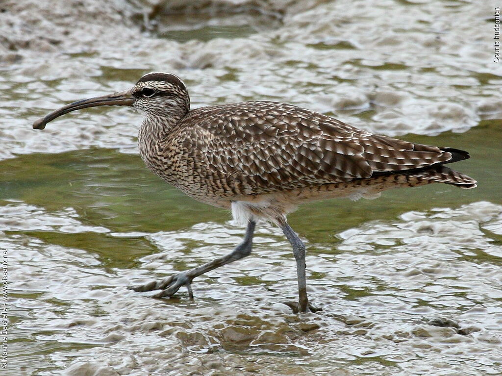 Hudsonian Whimbrel