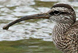 Hudsonian Whimbrel