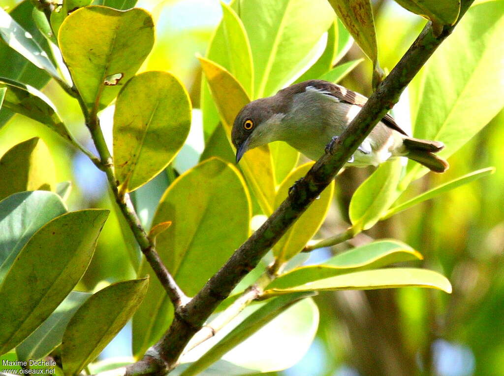 Dacnis à coiffe bleue femelle adulte