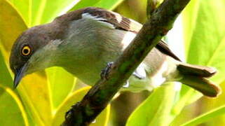 Black-faced Dacnis