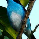 Dacnis à coiffe bleue