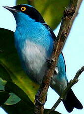 Dacnis à coiffe bleue