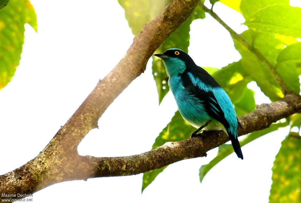 Dacnis à coiffe bleue mâle adulte, identification