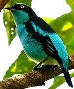 Black-faced Dacnis