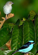 Black-faced Dacnis