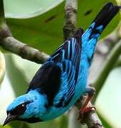 Blue Dacnis