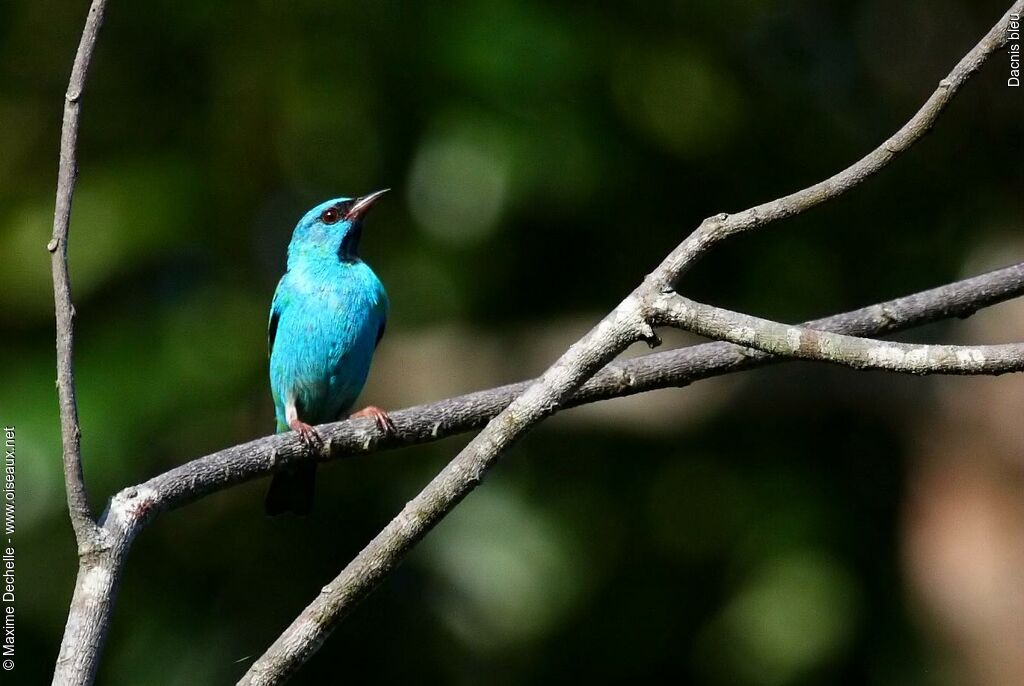 Blue Dacnis male adult