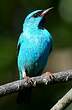 Dacnis bleu