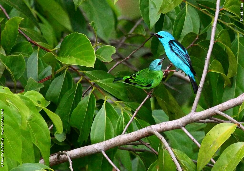 Blue Dacnis adult, identification, Behaviour