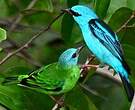 Dacnis bleu