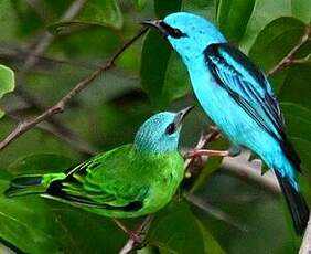 Dacnis bleu