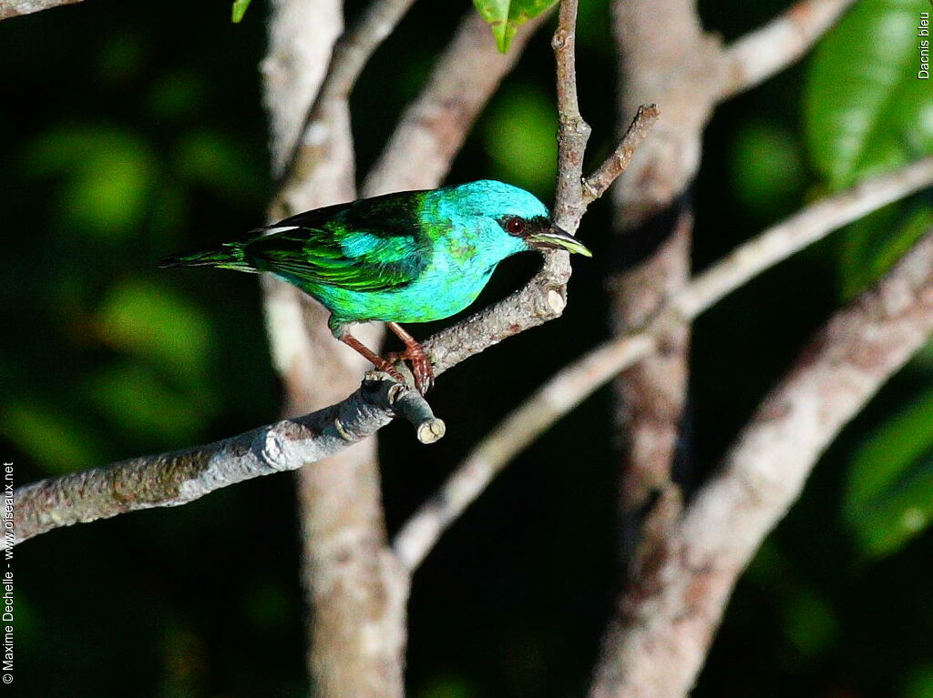 Blue Dacnis male immature, identification