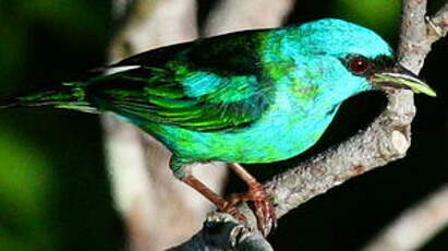 Dacnis bleu