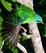 Blue Dacnis