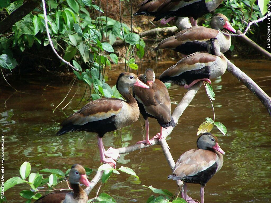 Dendrocygne à ventre noir, Comportement