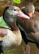 Dendrocygne à ventre noir