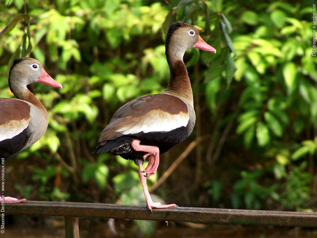 Black-bellied Whistling Duckadult