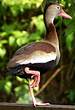 Dendrocygne à ventre noir