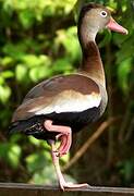 Black-bellied Whistling Duck