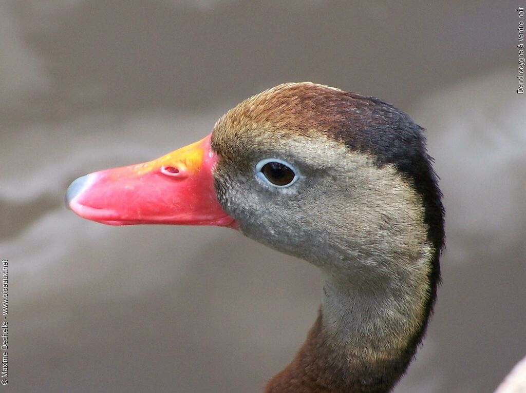 Black-bellied Whistling Duck