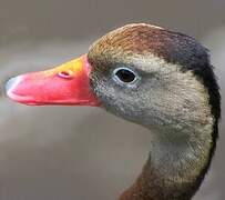 Dendrocygne à ventre noir