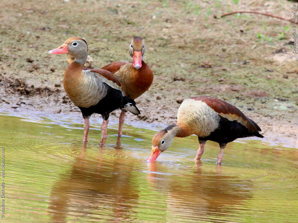 Dendrocygne à ventre noir