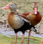 Dendrocygne à ventre noir