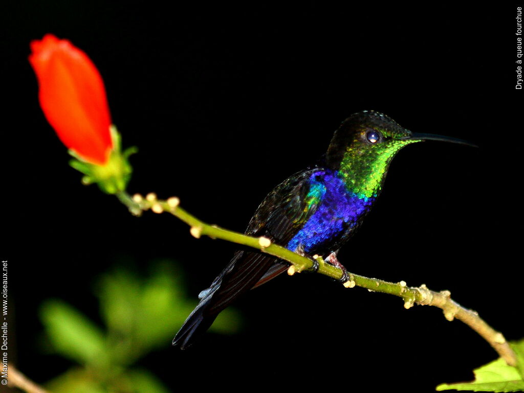 Fork-tailed Woodnymph male adult