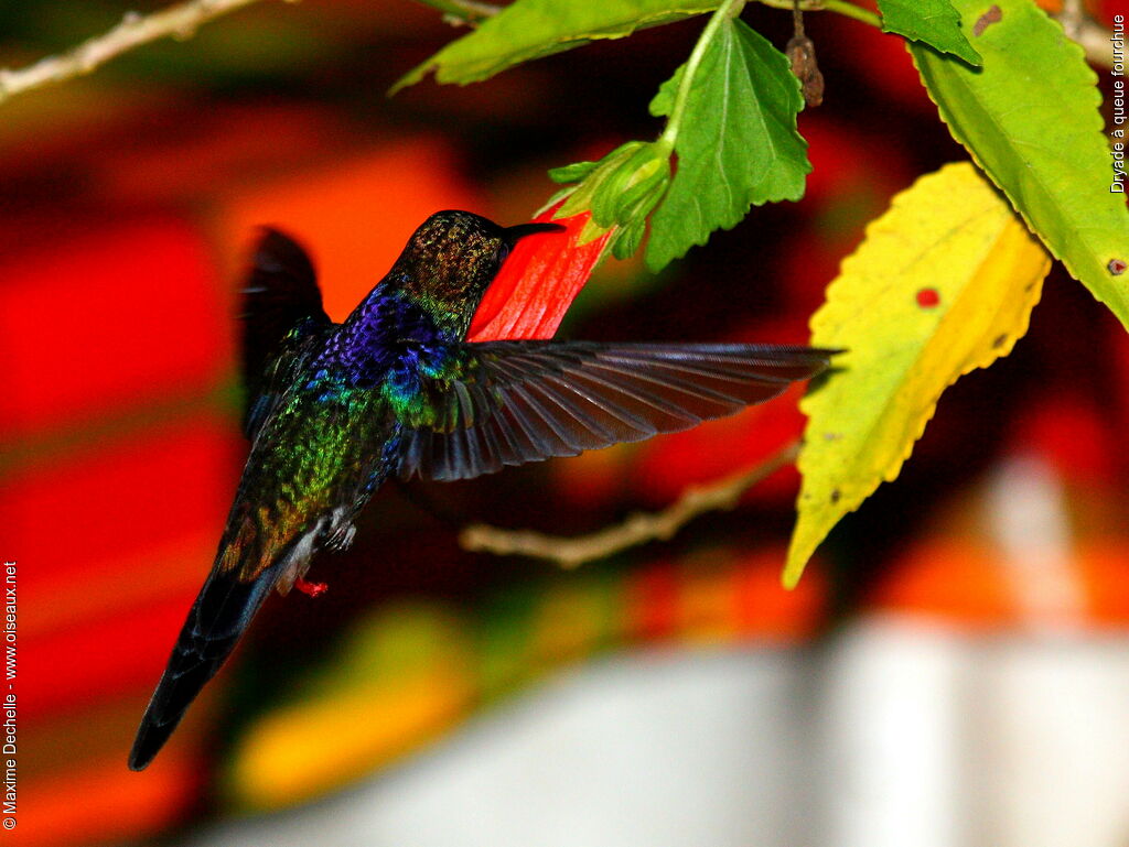 Fork-tailed Woodnymph male adult