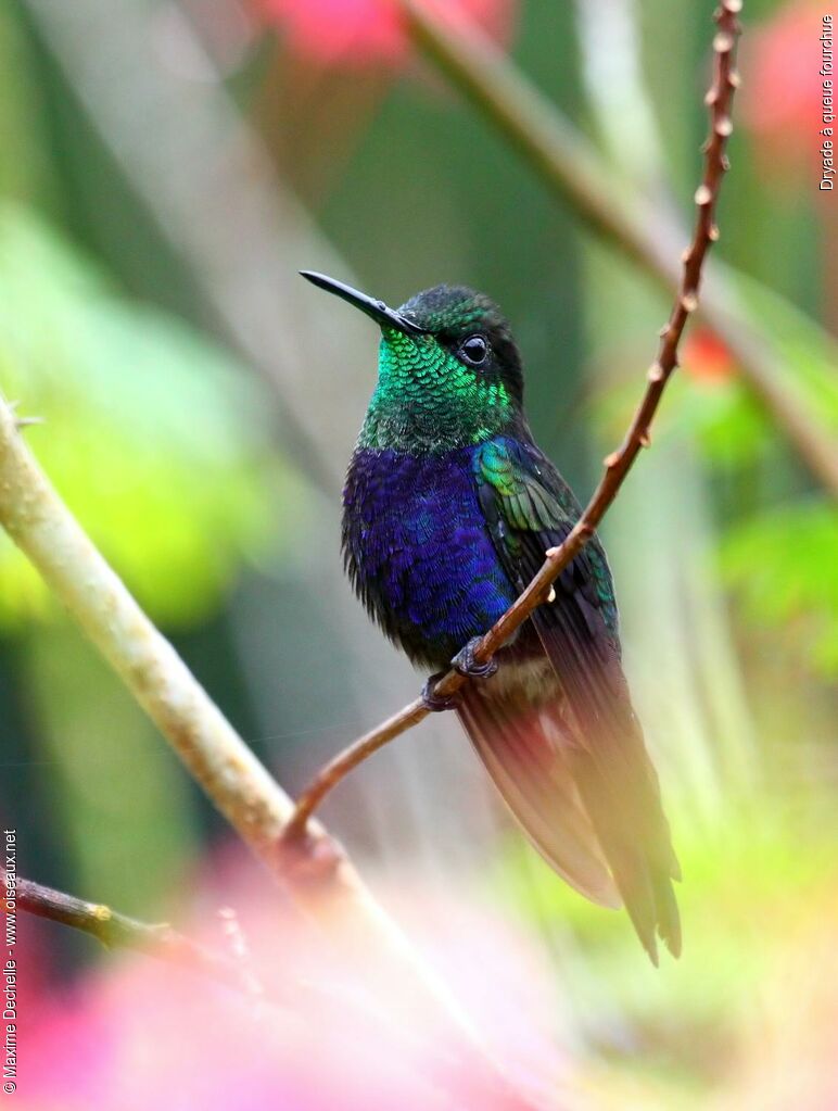 Fork-tailed Woodnymph male adult, identification