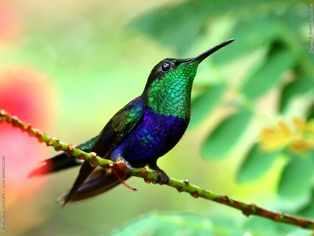 Fork-tailed Woodnymph male adult, identification