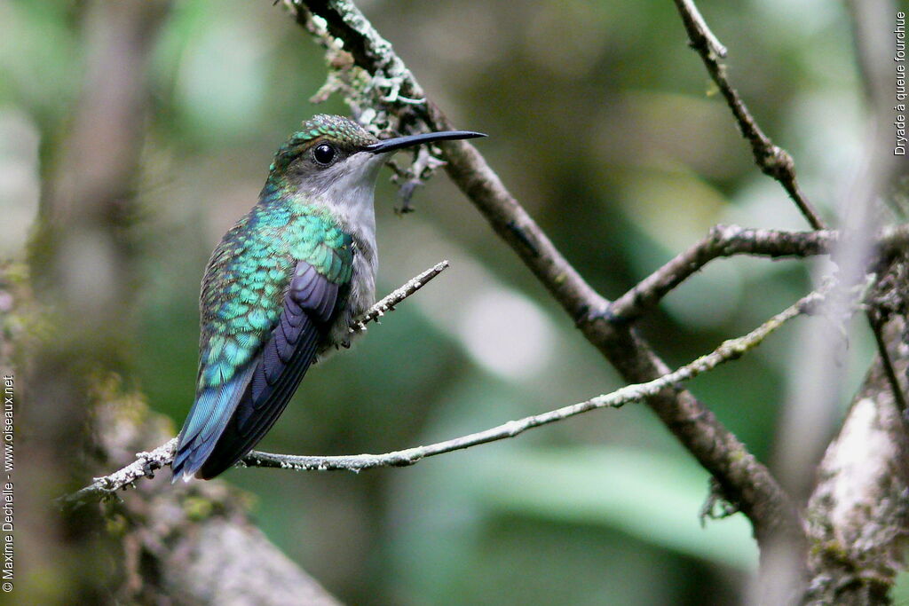 Fork-tailed Woodnymph female adult