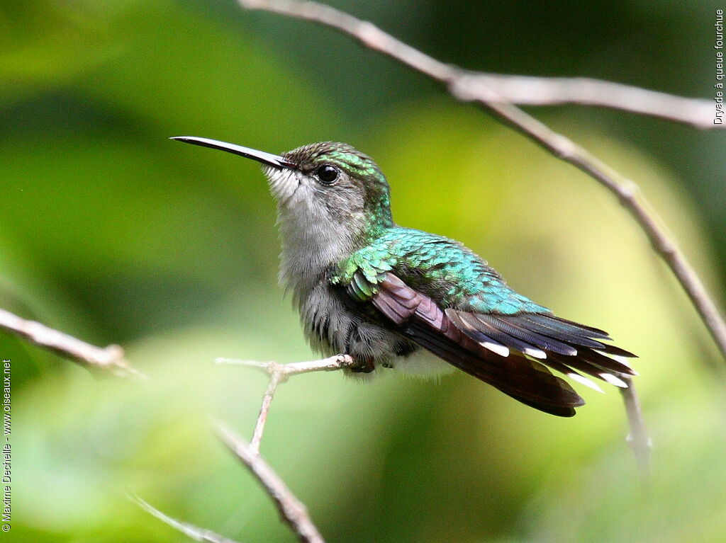 Fork-tailed Woodnymph female adult, identification