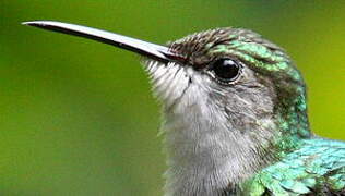 Fork-tailed Woodnymph