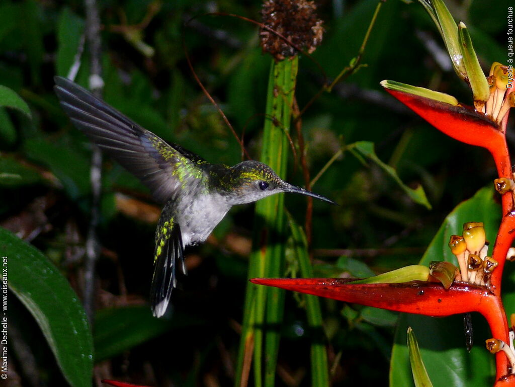 Fork-tailed Woodnymph female adult, identification, Flight, feeding habits