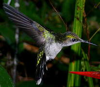 Fork-tailed Woodnymph