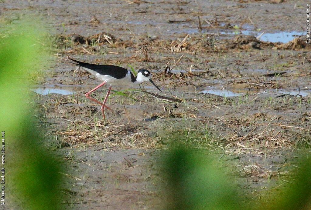 Black-necked Stilt