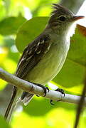 Yellow-bellied Elaenia