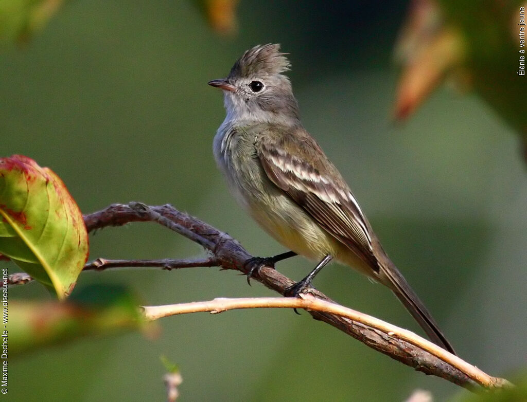 Élénie à ventre jaune, identification