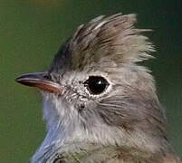 Yellow-bellied Elaenia