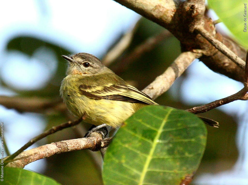 Forest Elaenia, identification