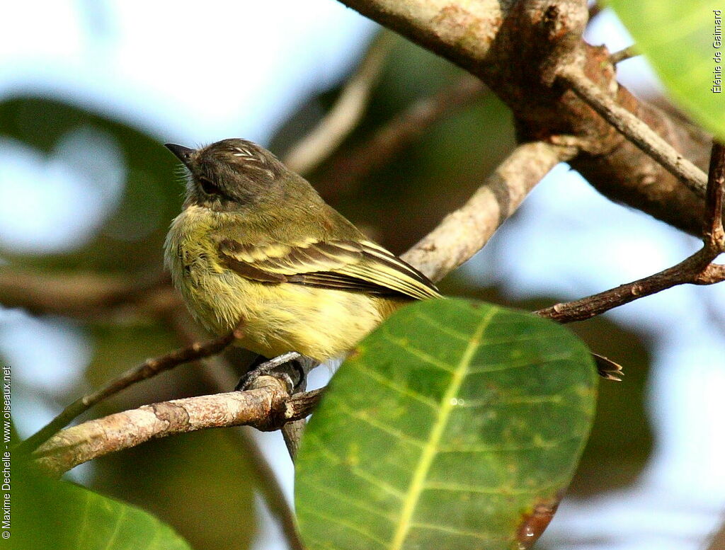 Élénie de Gaimard, identification