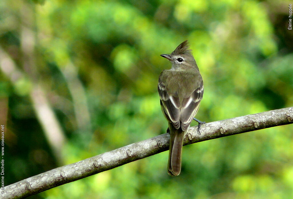 Plain-crested Elaenia, identification