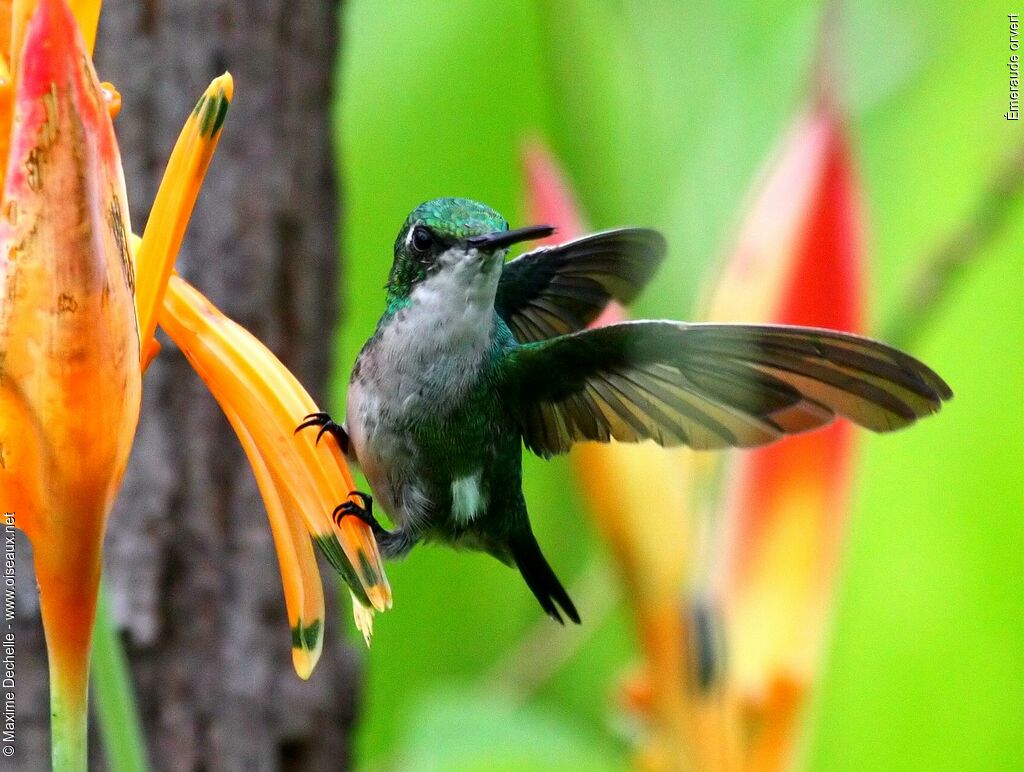 Blue-tailed Emerald female adult, identification, feeding habits, Behaviour