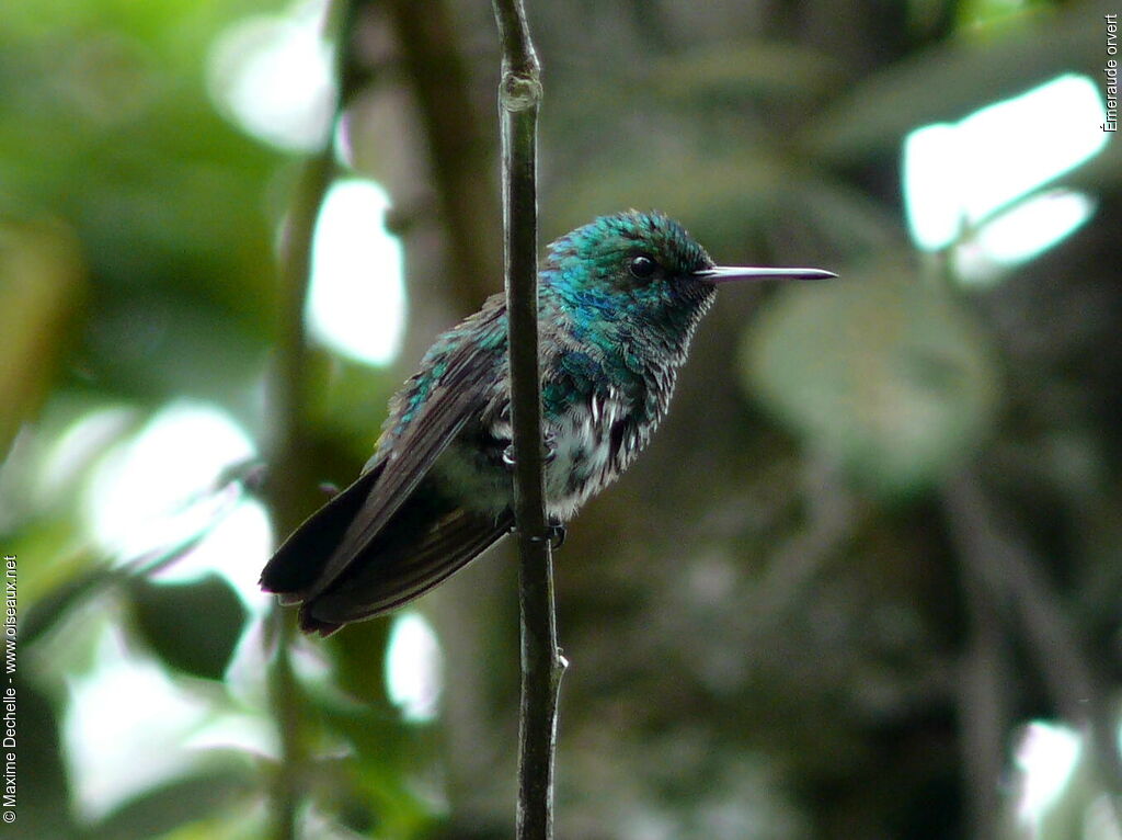 Blue-tailed Emerald male immature