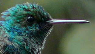 Blue-tailed Emerald